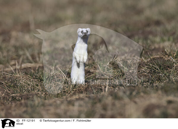 stoat / FF-12191
