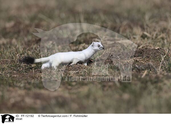 stoat / FF-12192