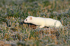 stoat