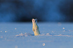 stoat