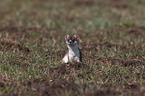 ermine