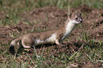 ermine