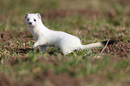 ermine