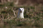 ermine