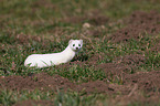 ermine