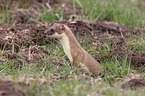 stoat