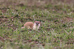 stoat