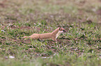 stoat