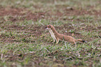 stoat