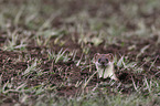 stoat