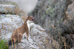 stoat