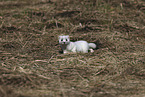 stoat