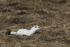 stoat