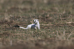 stoat