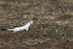 stoat