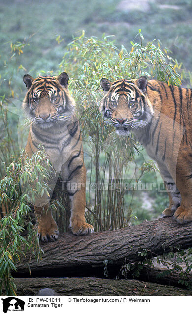Sumatra Tiger / Sumatran Tiger / PW-01011