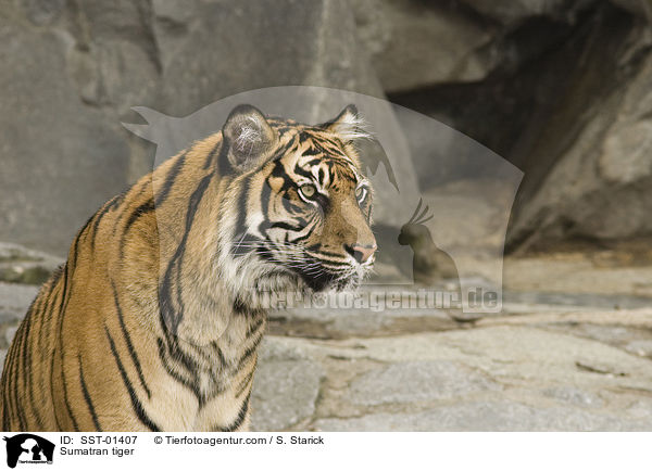Sumatratiger / Sumatran tiger / SST-01407