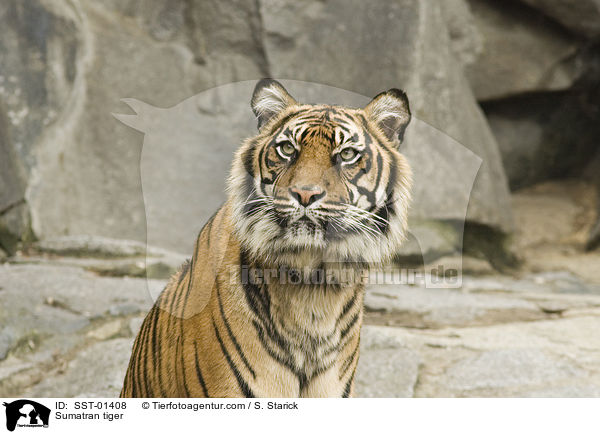 Sumatratiger / Sumatran tiger / SST-01408