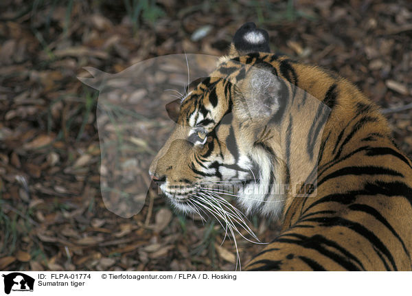 Sumatran tiger / FLPA-01774
