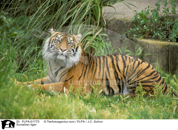 Sumatra-Tiger / Sumatran tiger / FLPA-01775