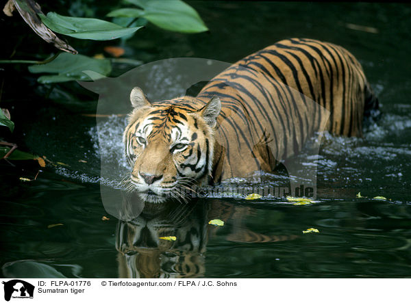 Sumatra-Tiger / Sumatran tiger / FLPA-01776