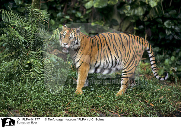 Sumatra-Tiger / Sumatran tiger / FLPA-01777