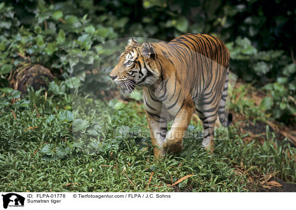 Sumatra-Tiger / Sumatran tiger / FLPA-01778