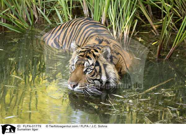 Sumatran tiger / FLPA-01779