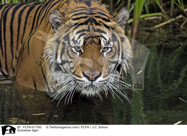 Sumatra-Tiger / Sumatran tiger / FLPA-01780
