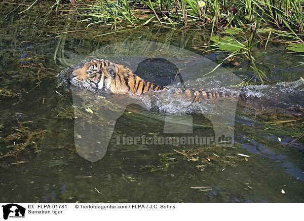 Sumatra-Tiger / Sumatran tiger / FLPA-01781