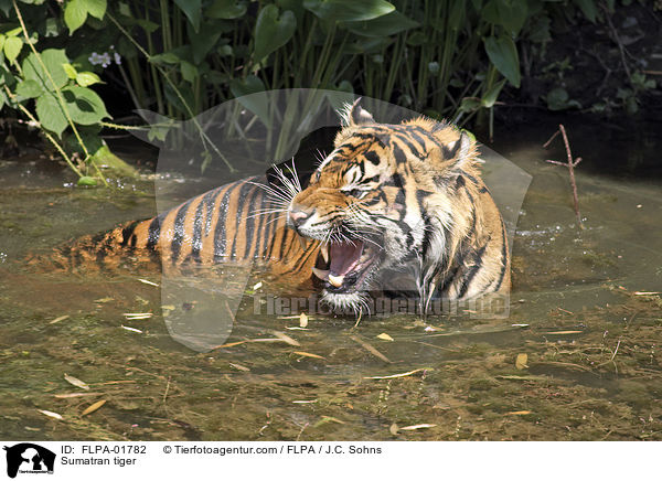 Sumatra-Tiger / Sumatran tiger / FLPA-01782