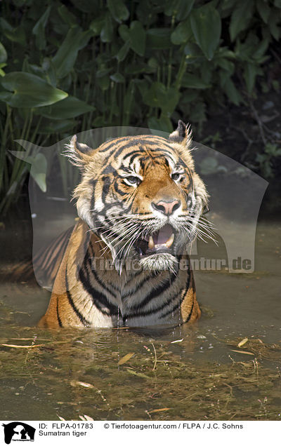 Sumatra-Tiger / Sumatran tiger / FLPA-01783