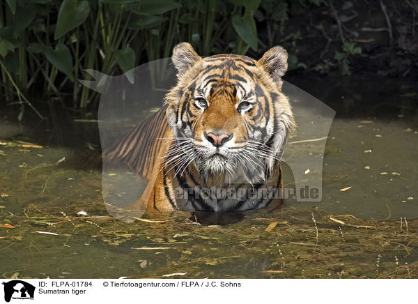 Sumatra-Tiger / Sumatran tiger / FLPA-01784