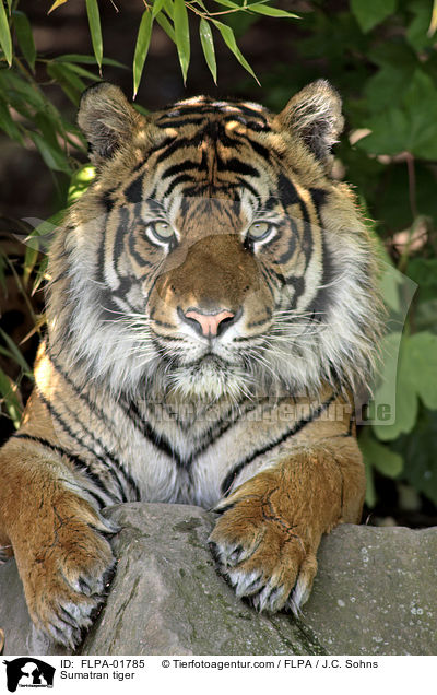 Sumatra-Tiger / Sumatran tiger / FLPA-01785
