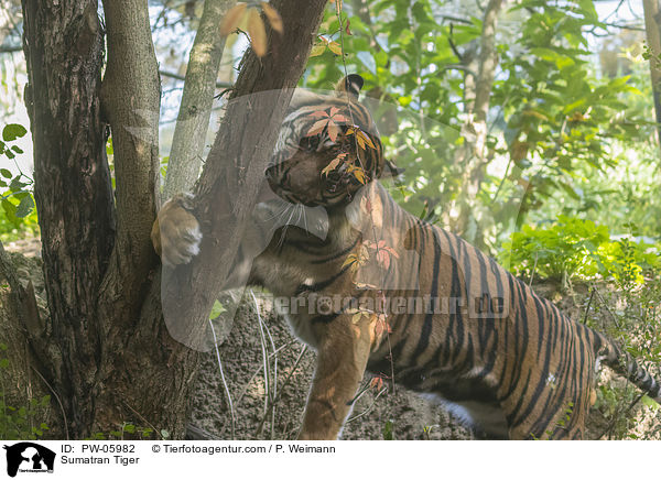 Sumatra-Tiger / Sumatran Tiger / PW-05982