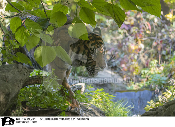 Sumatra-Tiger / Sumatran Tiger / PW-05984