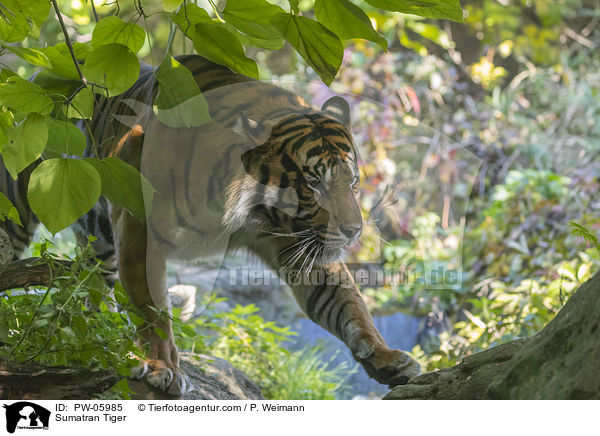 Sumatra-Tiger / Sumatran Tiger / PW-05985