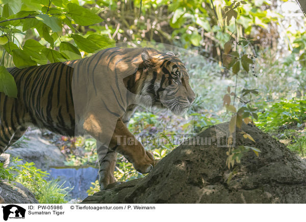 Sumatra-Tiger / Sumatran Tiger / PW-05986