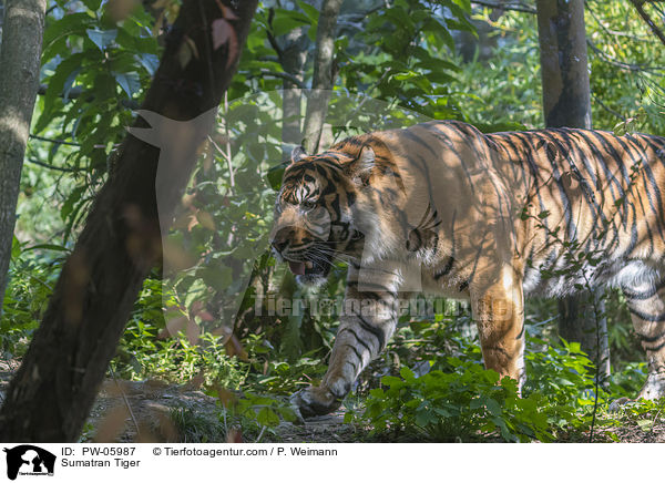 Sumatra-Tiger / Sumatran Tiger / PW-05987