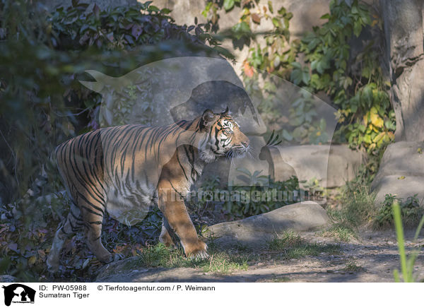 Sumatra-Tiger / Sumatran Tiger / PW-05988