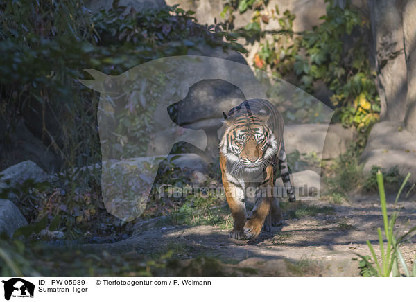 Sumatran Tiger / PW-05989