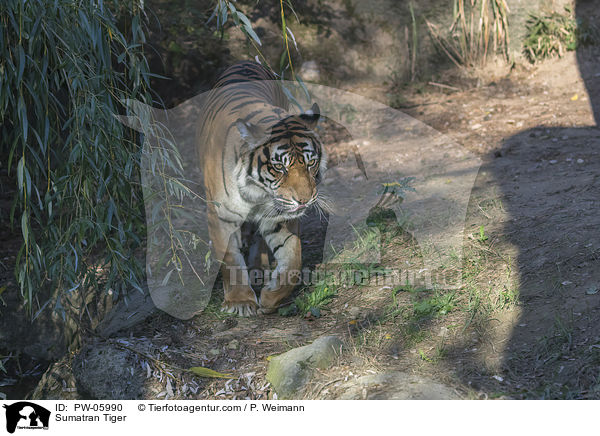 Sumatra-Tiger / Sumatran Tiger / PW-05990