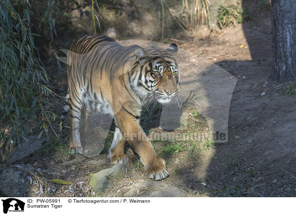 Sumatra-Tiger / Sumatran Tiger / PW-05991
