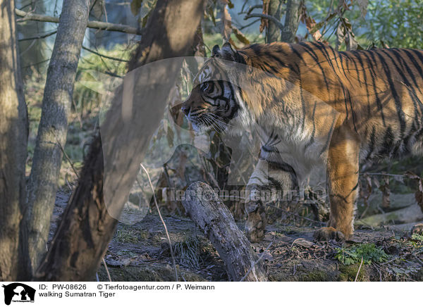 laufender Sumatra-Tiger / walking Sumatran Tiger / PW-08626