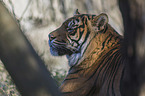 Sumatran Tiger portrait