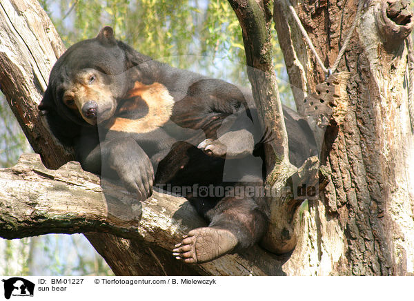 sun bear / BM-01227