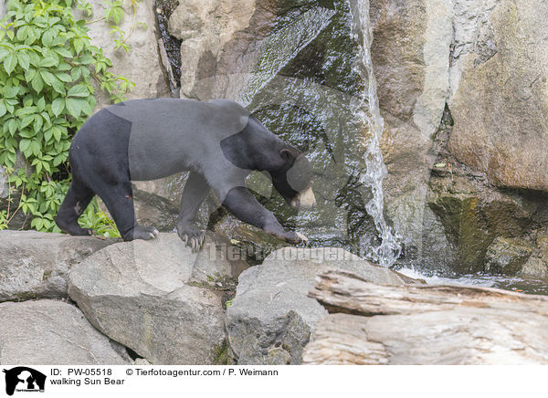 laufender Malaienbr / walking Sun Bear / PW-05518