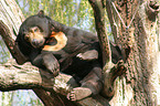 sun bear