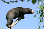 sun bear