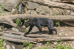 walking Sun Bear